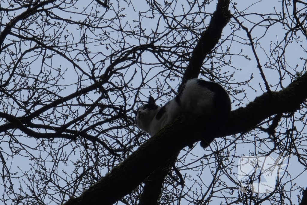 Kat Zorra eigenwijs en klimt verder in boom, brandweer in actie
