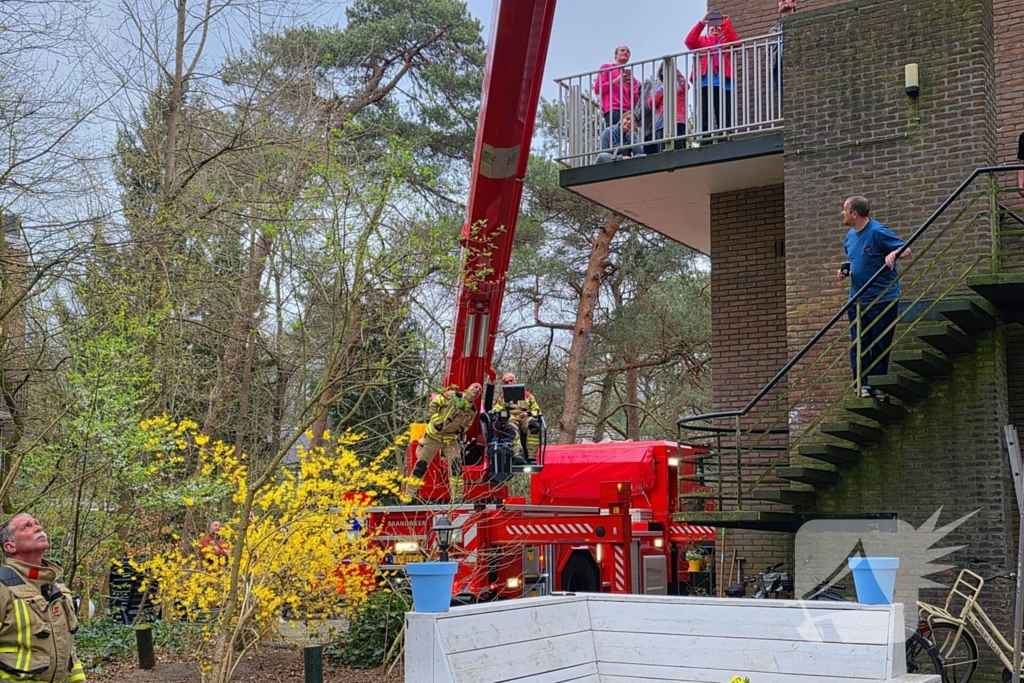 Kat Zorra eigenwijs en klimt verder in boom, brandweer in actie