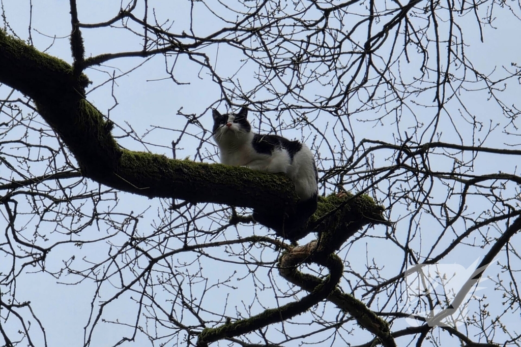 Kat Zorra eigenwijs en klimt verder in boom, brandweer in actie