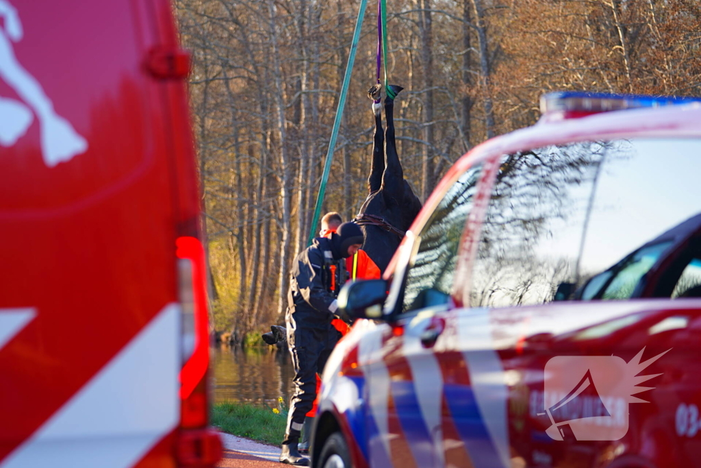 Paard raakt met rijtuig te water