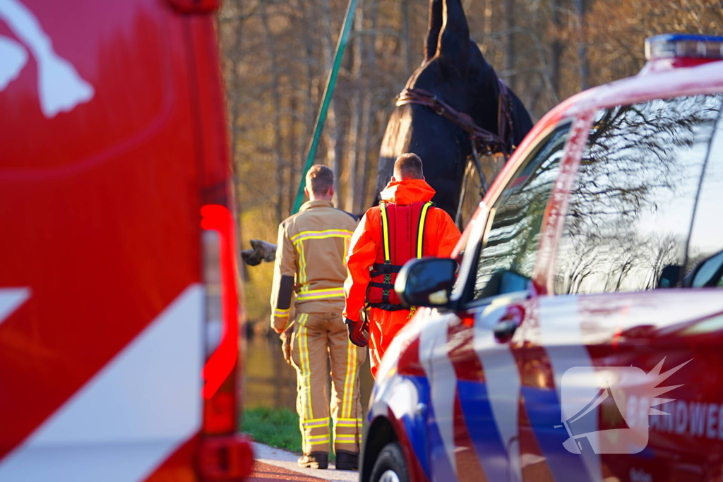 Paard raakt met rijtuig te water