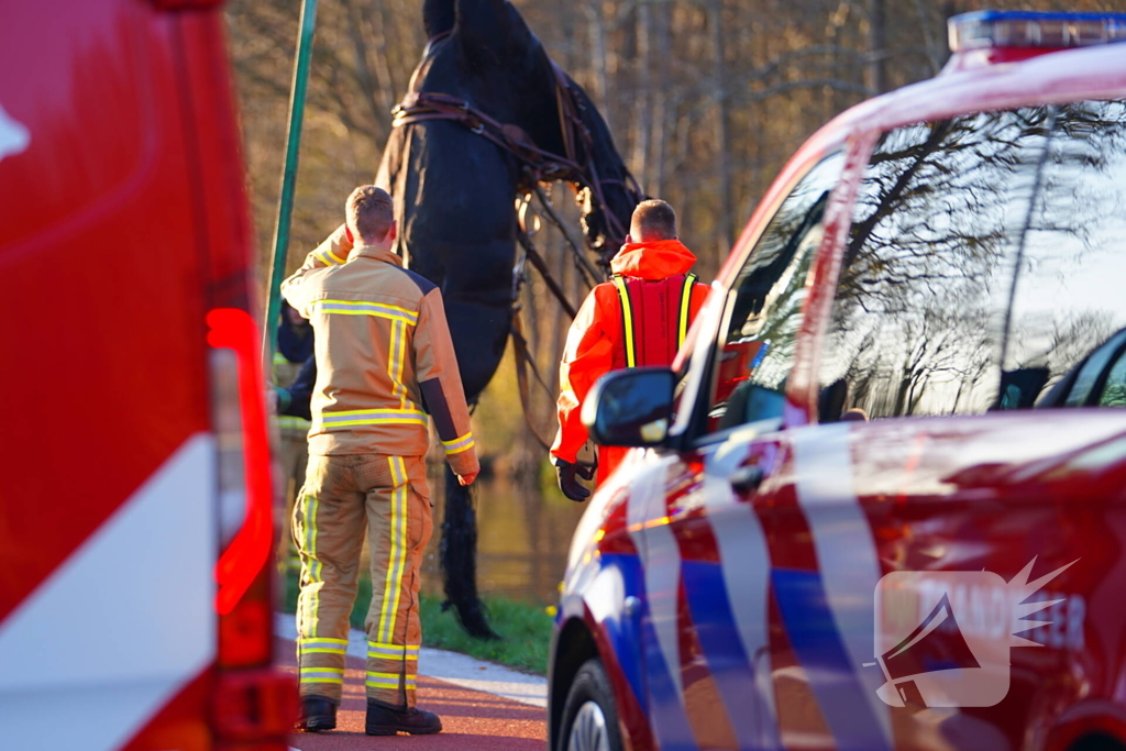 Paard raakt met rijtuig te water