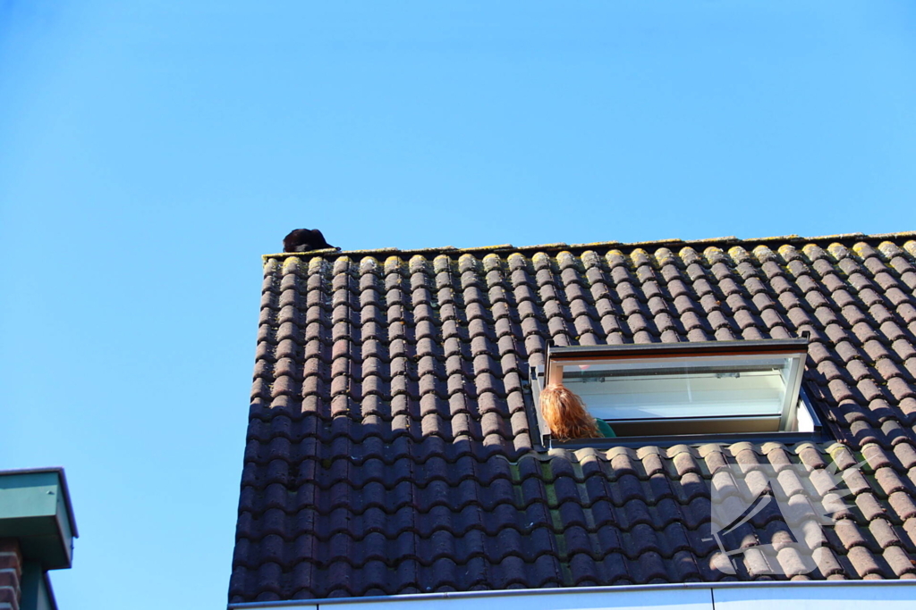 Huisdier in de problemen: brandweer komt in actie