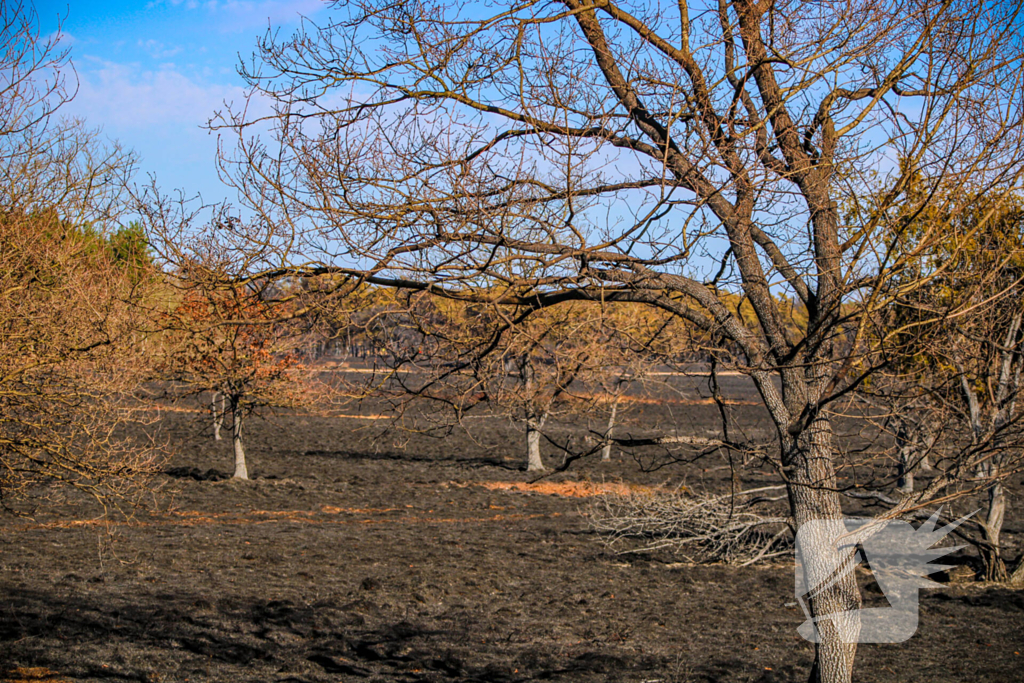 Brandweer blust smeulende resten in afgebrande heidegebied