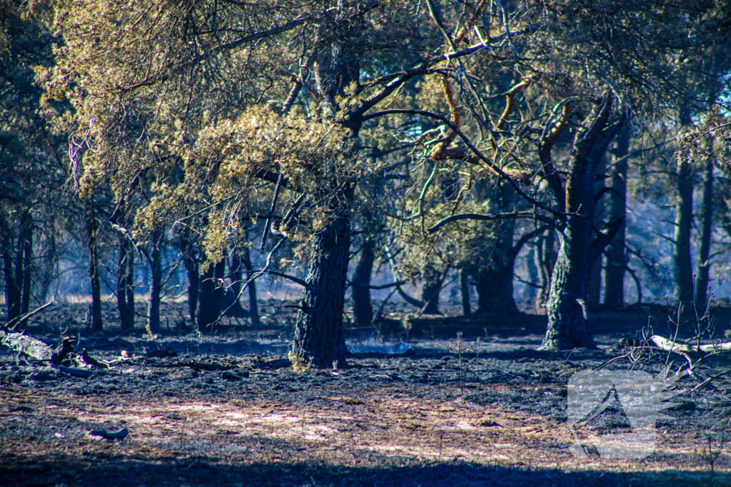 Brandweer blust smeulende resten in afgebrande heidegebied