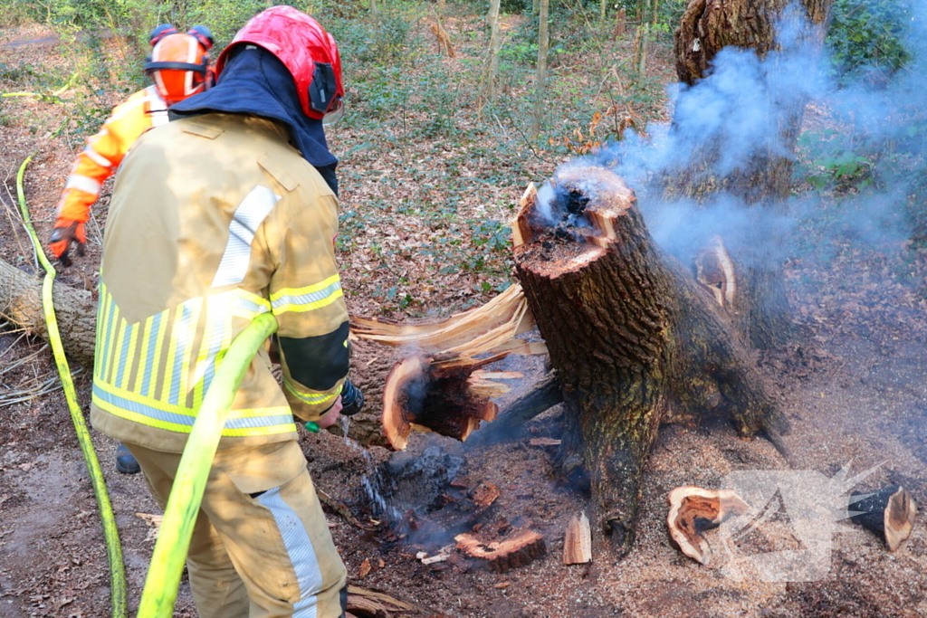 Boom in brand in het bos
