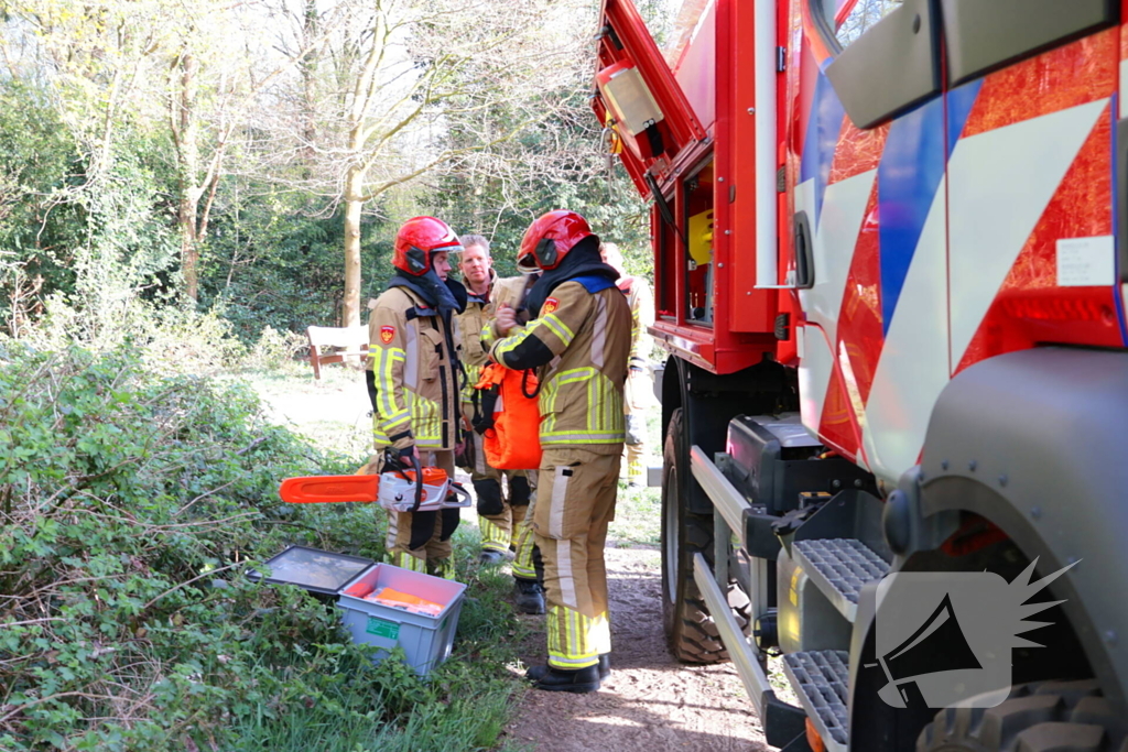 Boom in brand in het bos