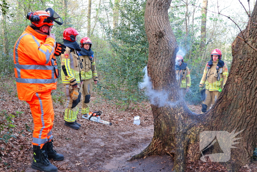 Boom in brand in het bos