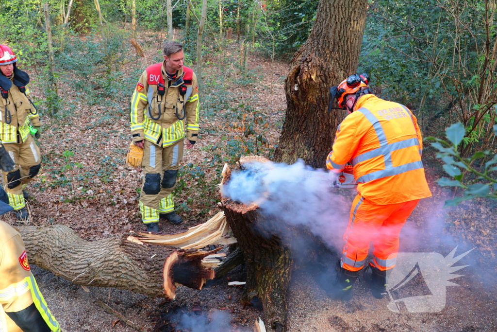 Boom in brand in het bos