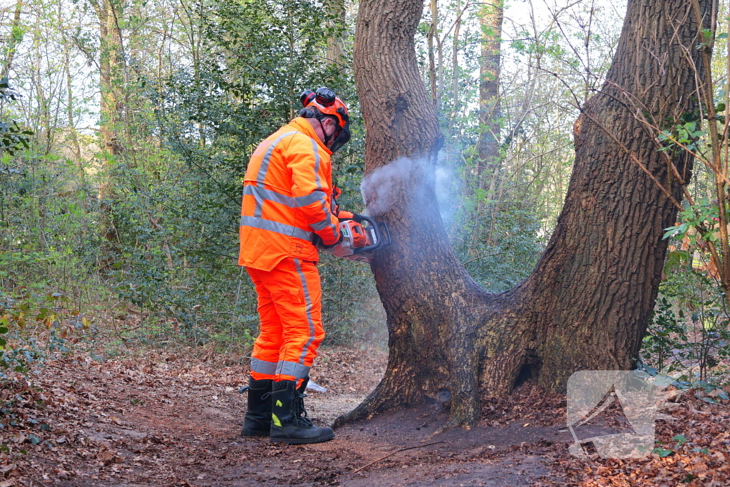 Boom in brand in het bos