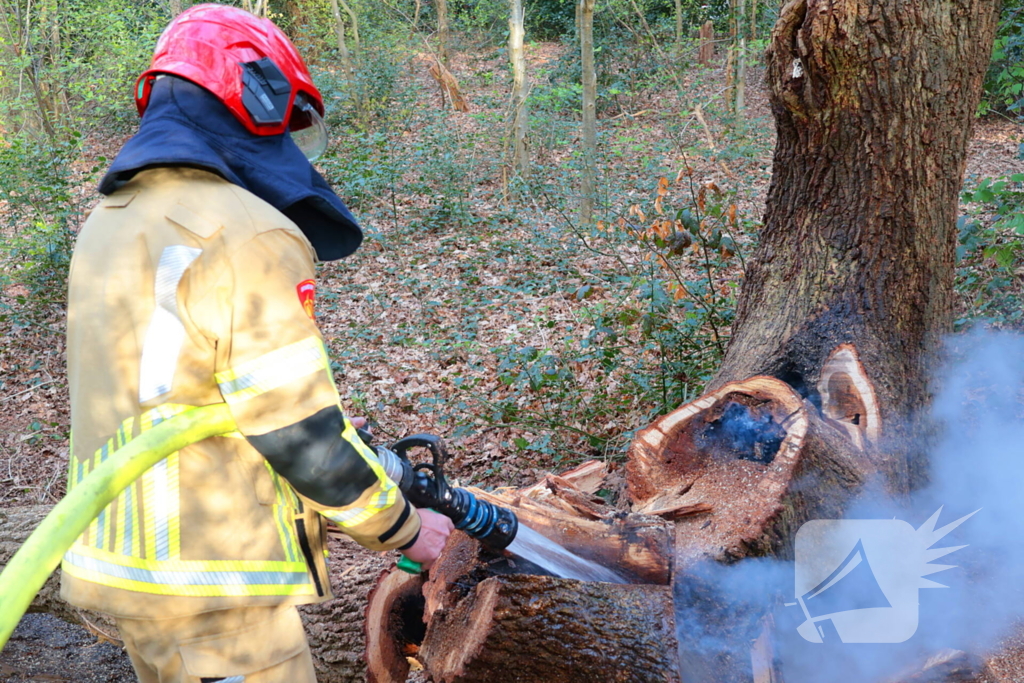 Boom in brand in het bos