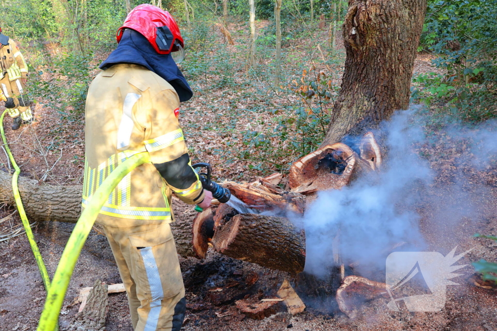 Boom in brand in het bos