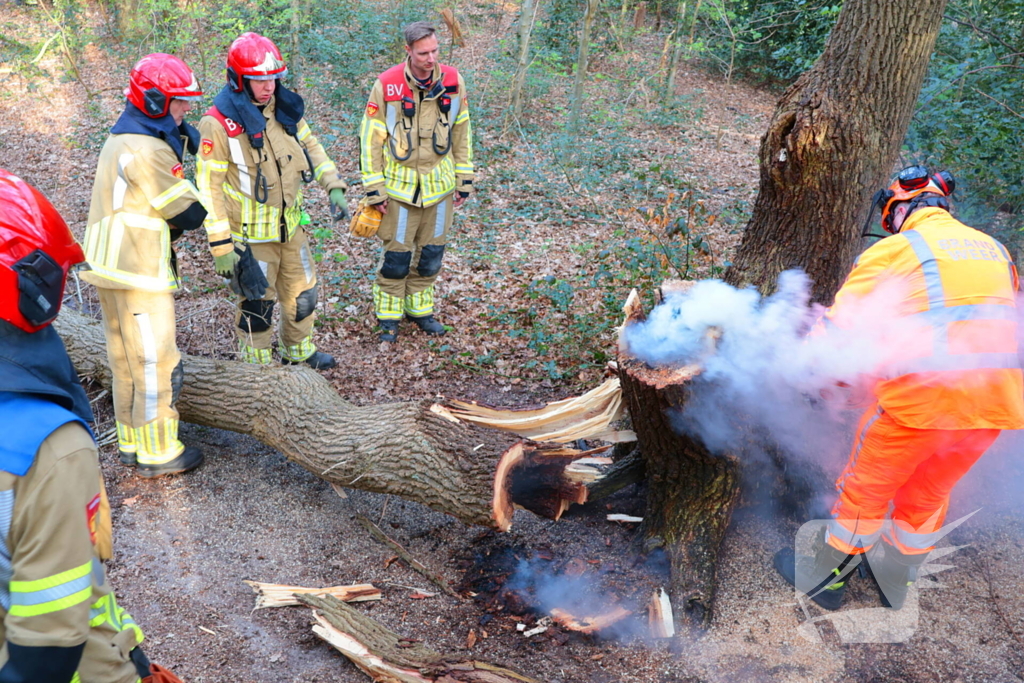 Boom in brand in het bos