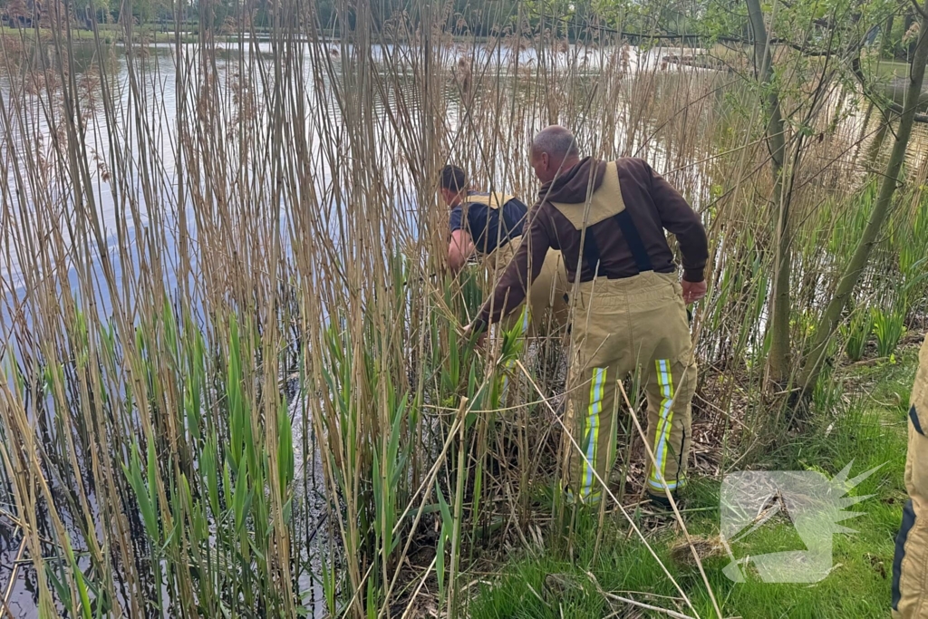 Brandweer bevrijdt meerkoet van visdraad