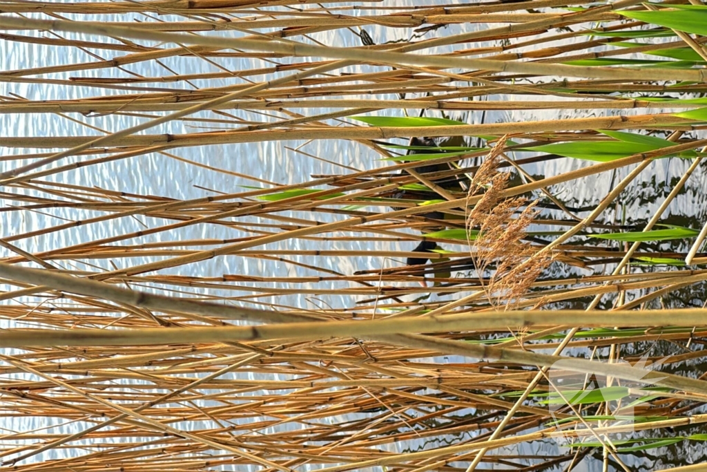 Brandweer bevrijdt meerkoet van visdraad