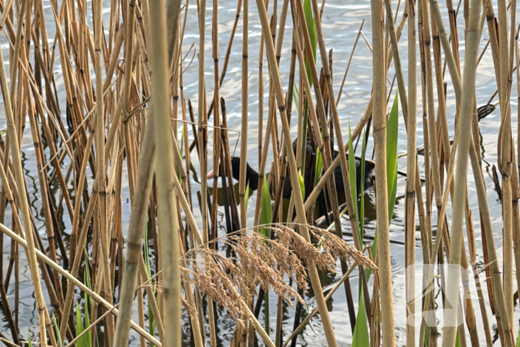 Brandweer bevrijdt meerkoet van visdraad