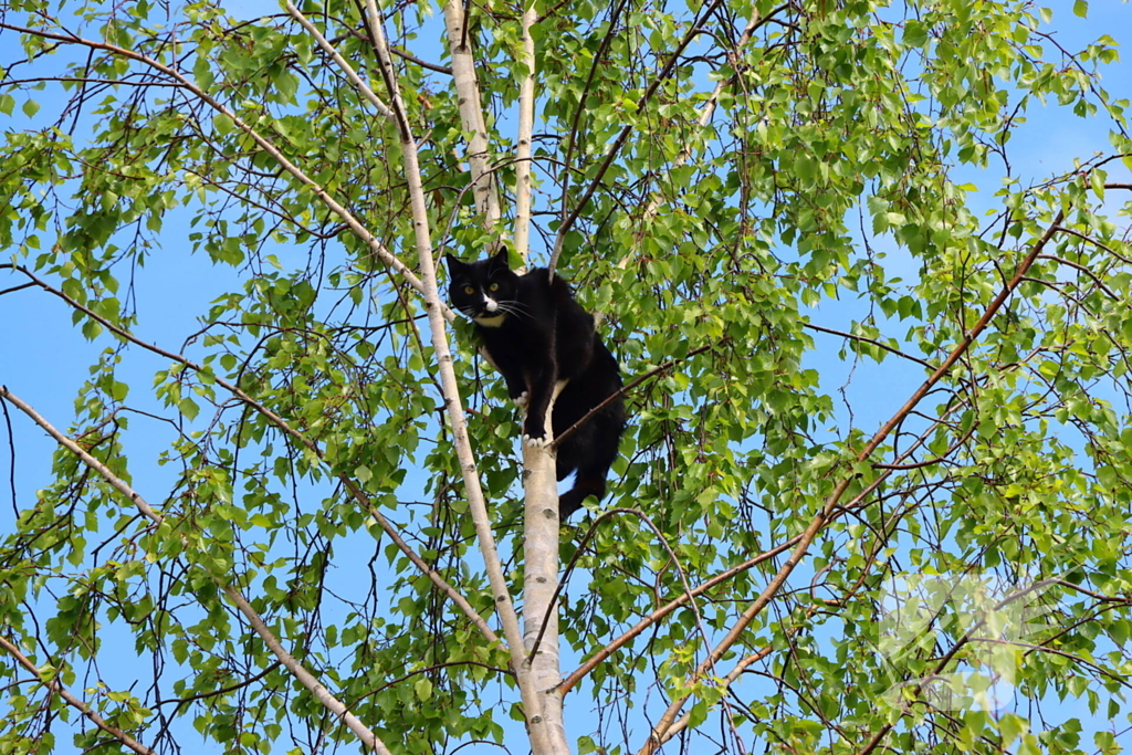 Brandweer ingezet voor kat in de boom