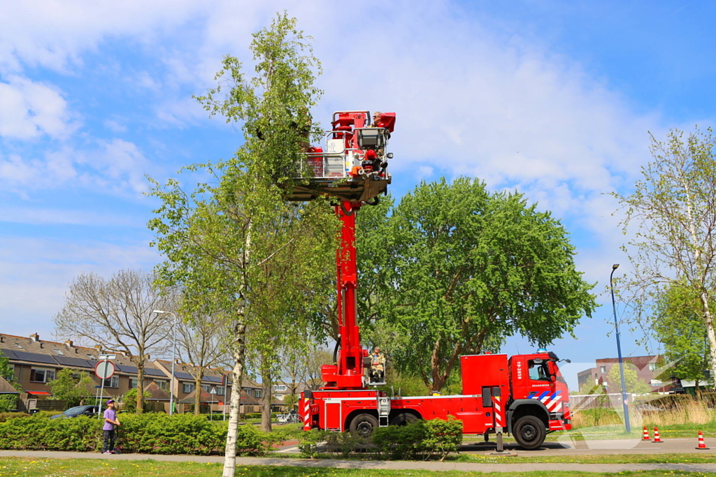 Brandweer ingezet voor kat in de boom