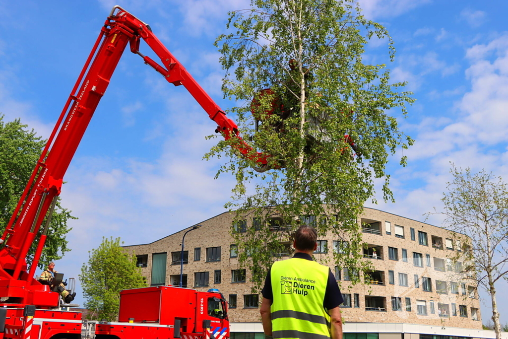 Brandweer ingezet voor kat in de boom