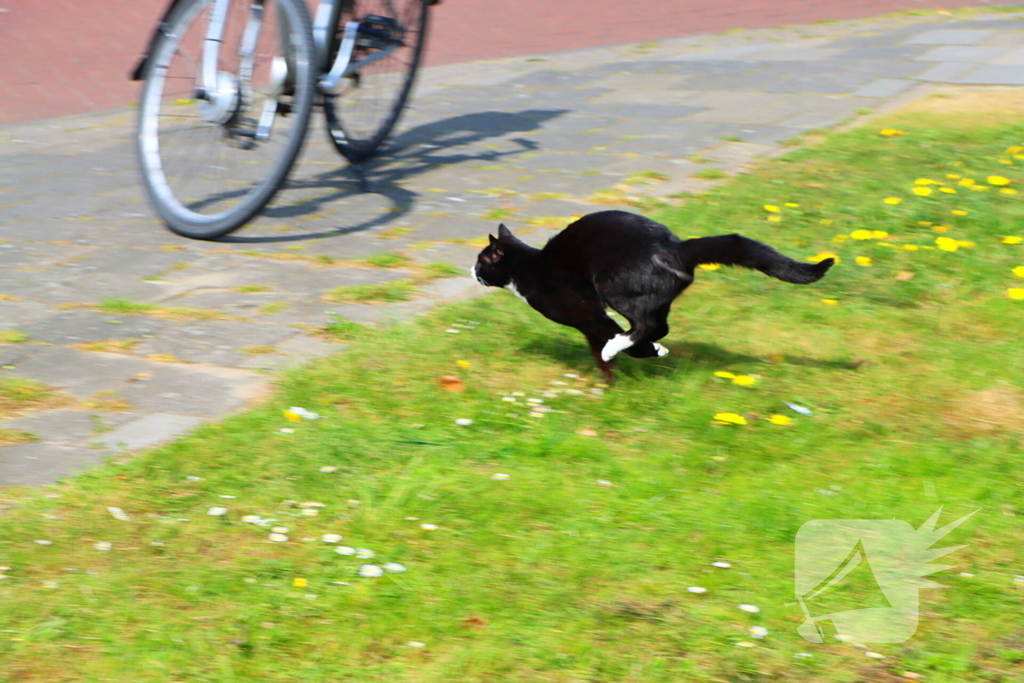 Brandweer ingezet voor kat in de boom