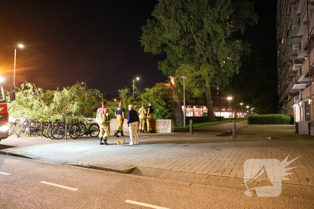 Vrouw ontdekt omgevallen boom