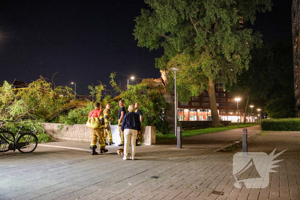 Vrouw ontdekt omgevallen boom