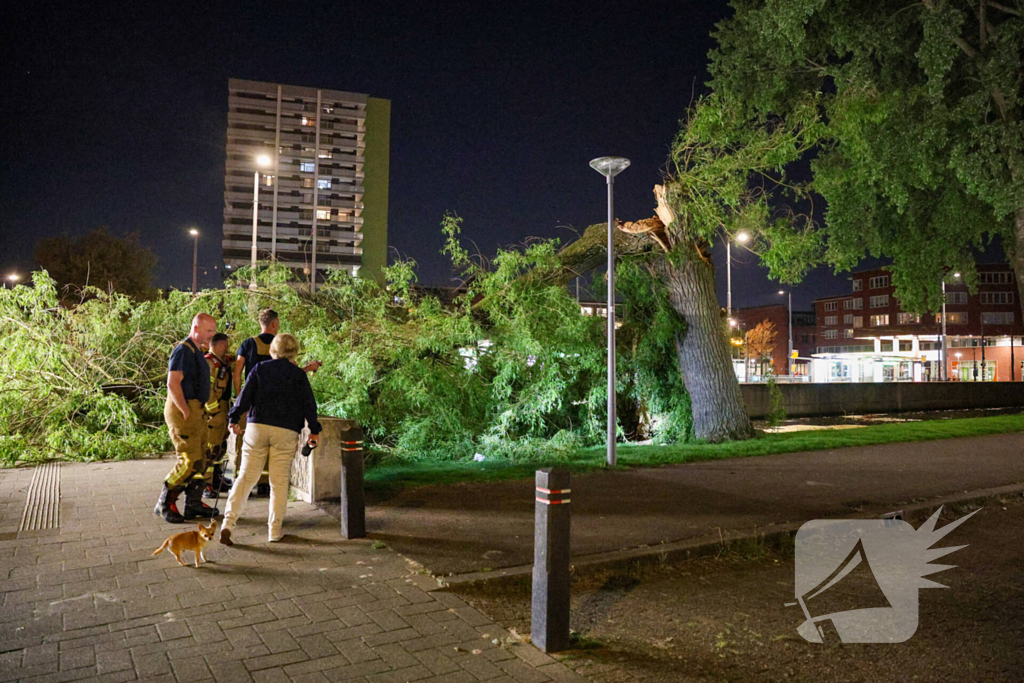 Vrouw ontdekt omgevallen boom