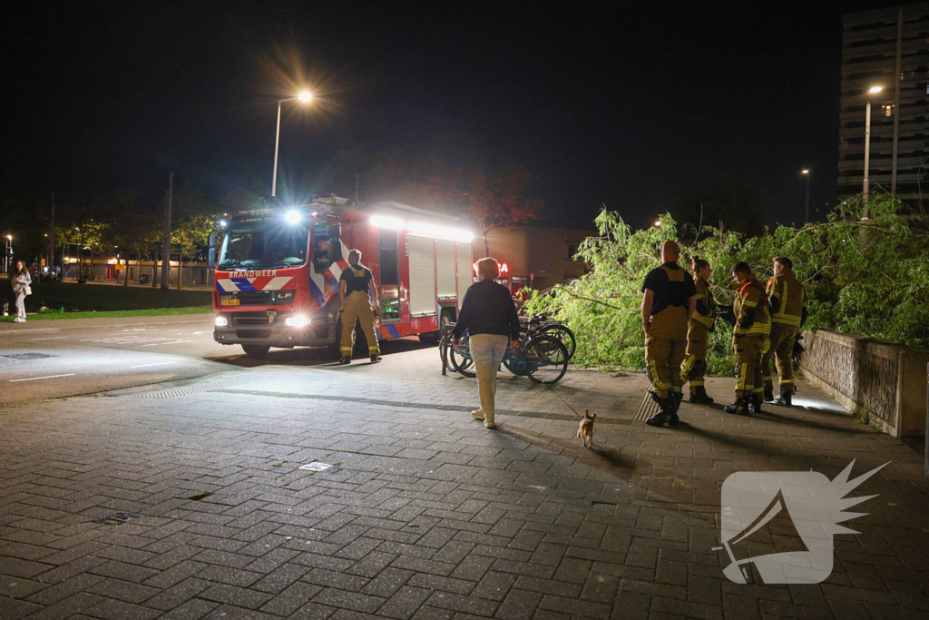 Vrouw ontdekt omgevallen boom