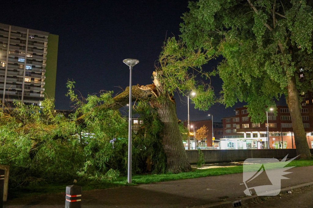 Vrouw ontdekt omgevallen boom