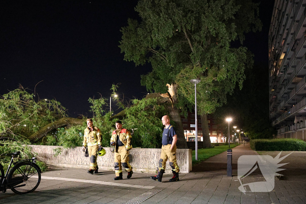 Vrouw ontdekt omgevallen boom