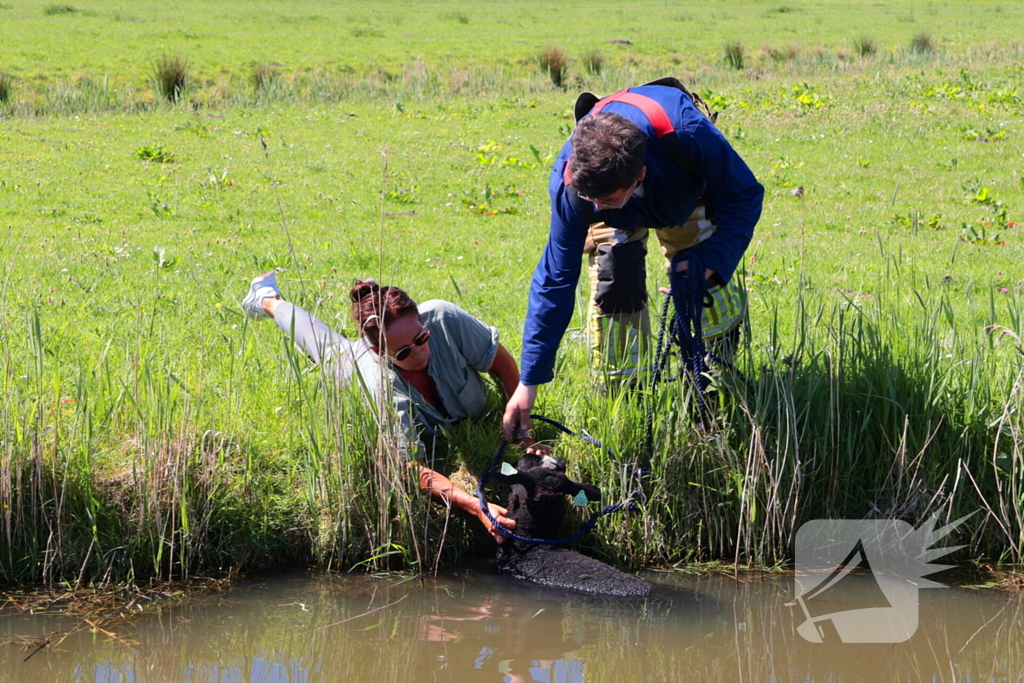 Brandweer redt schaap uit het water