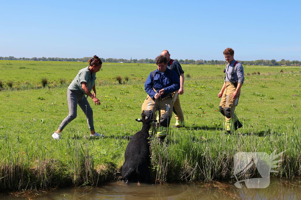 Brandweer redt schaap uit het water
