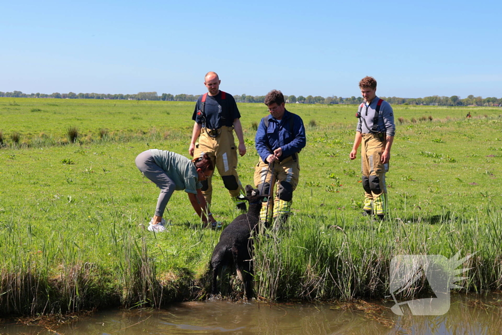 Brandweer redt schaap uit het water