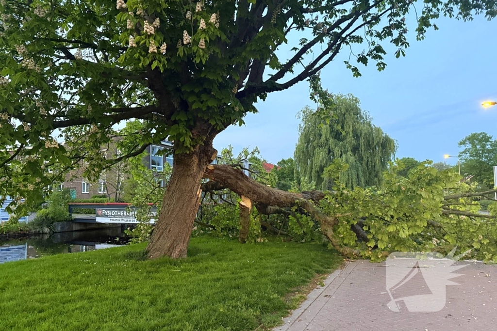 Enorme tak breekt van boom