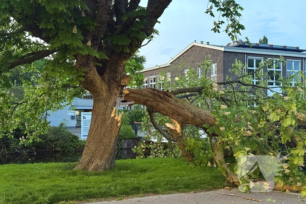 Enorme tak breekt van boom
