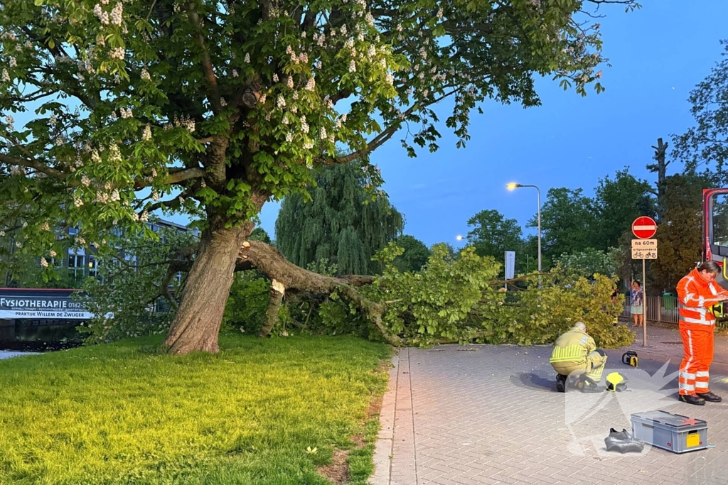 Enorme tak breekt van boom