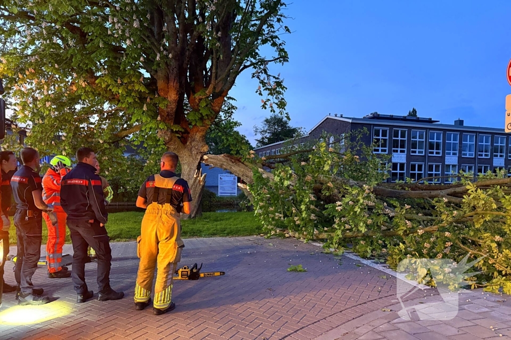 Enorme tak breekt van boom