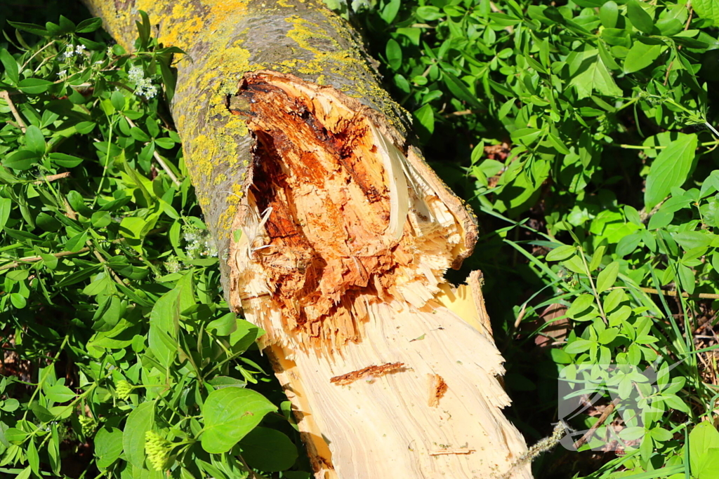 Takken vallen uit boom