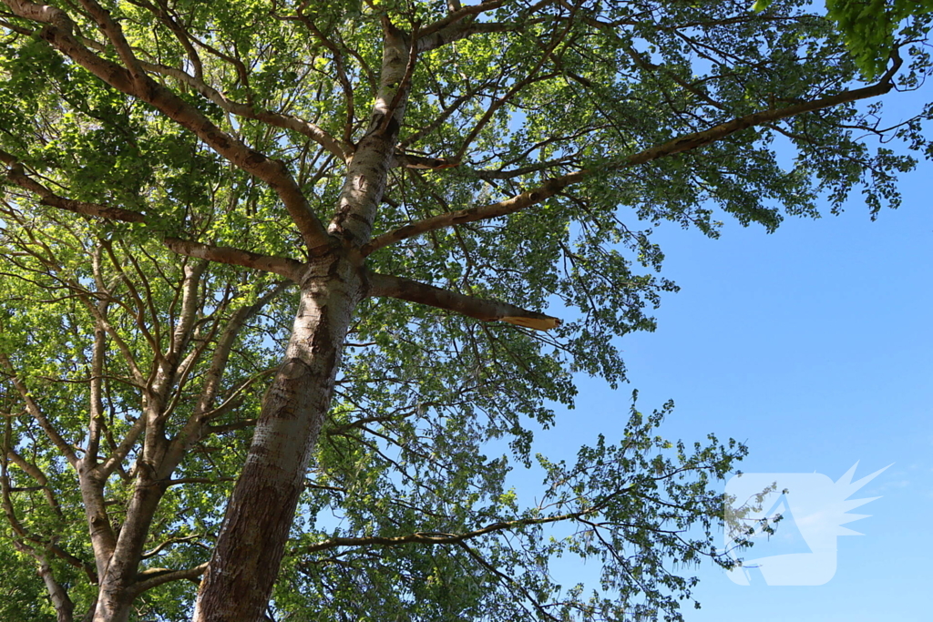 Takken vallen uit boom
