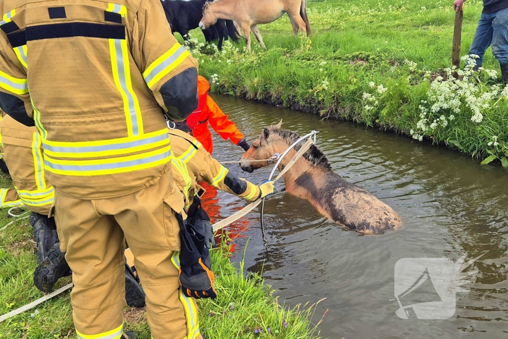 Brandweer en politie redden te water geraakte paard