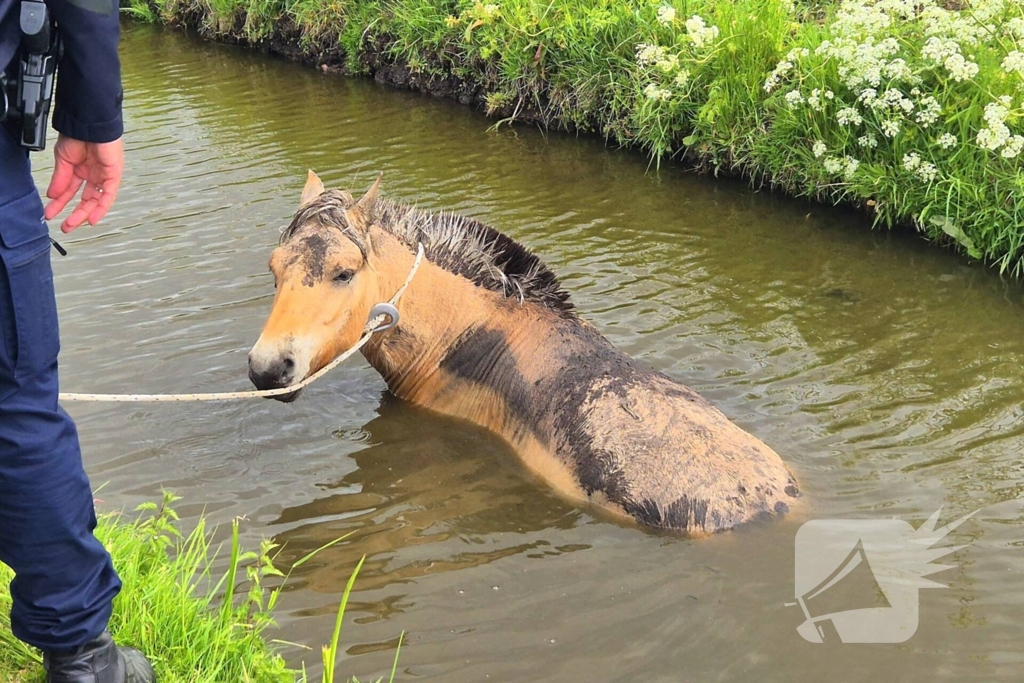 Brandweer en politie redden te water geraakte paard