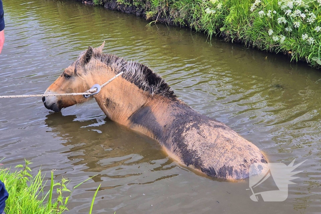 Brandweer en politie redden te water geraakte paard