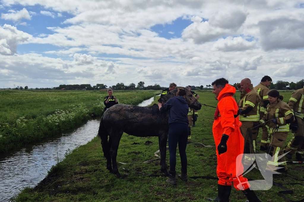 Brandweer en politie redden te water geraakte paard