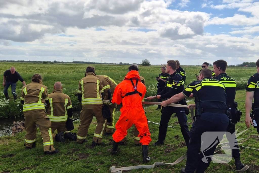 Brandweer en politie redden te water geraakte paard