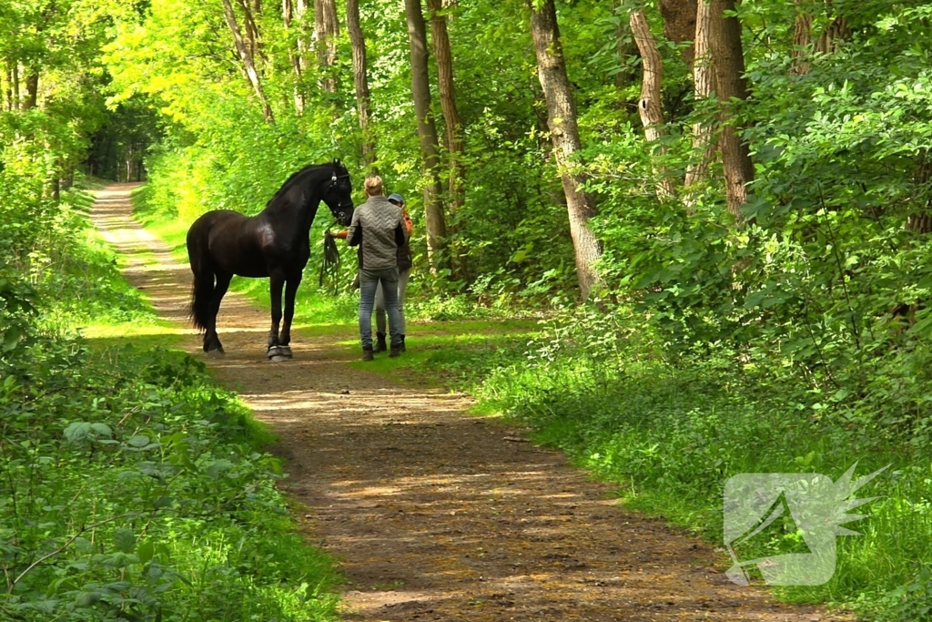 Twee gewonden bij ongeval met paard en wagen