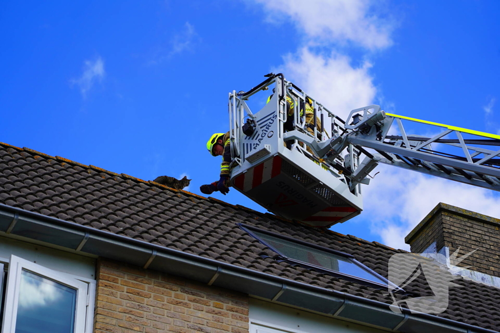 Brandweer haalt kat van nok van dak