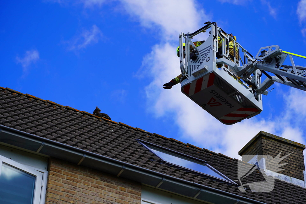 Brandweer haalt kat van nok van dak