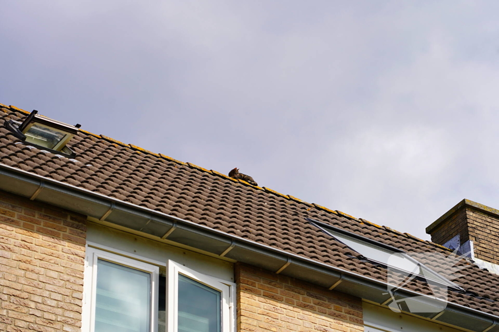 Brandweer haalt kat van nok van dak