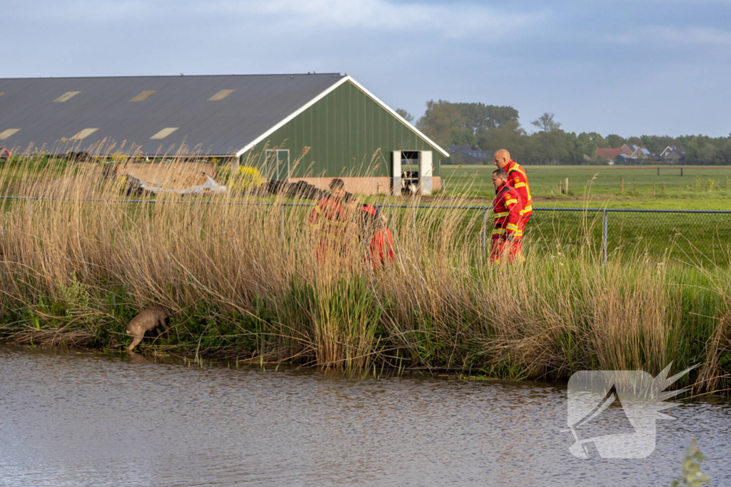 Brandweer ingezet voor hond te water