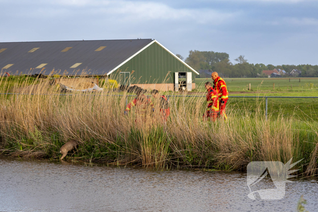 Brandweer ingezet voor hond te water